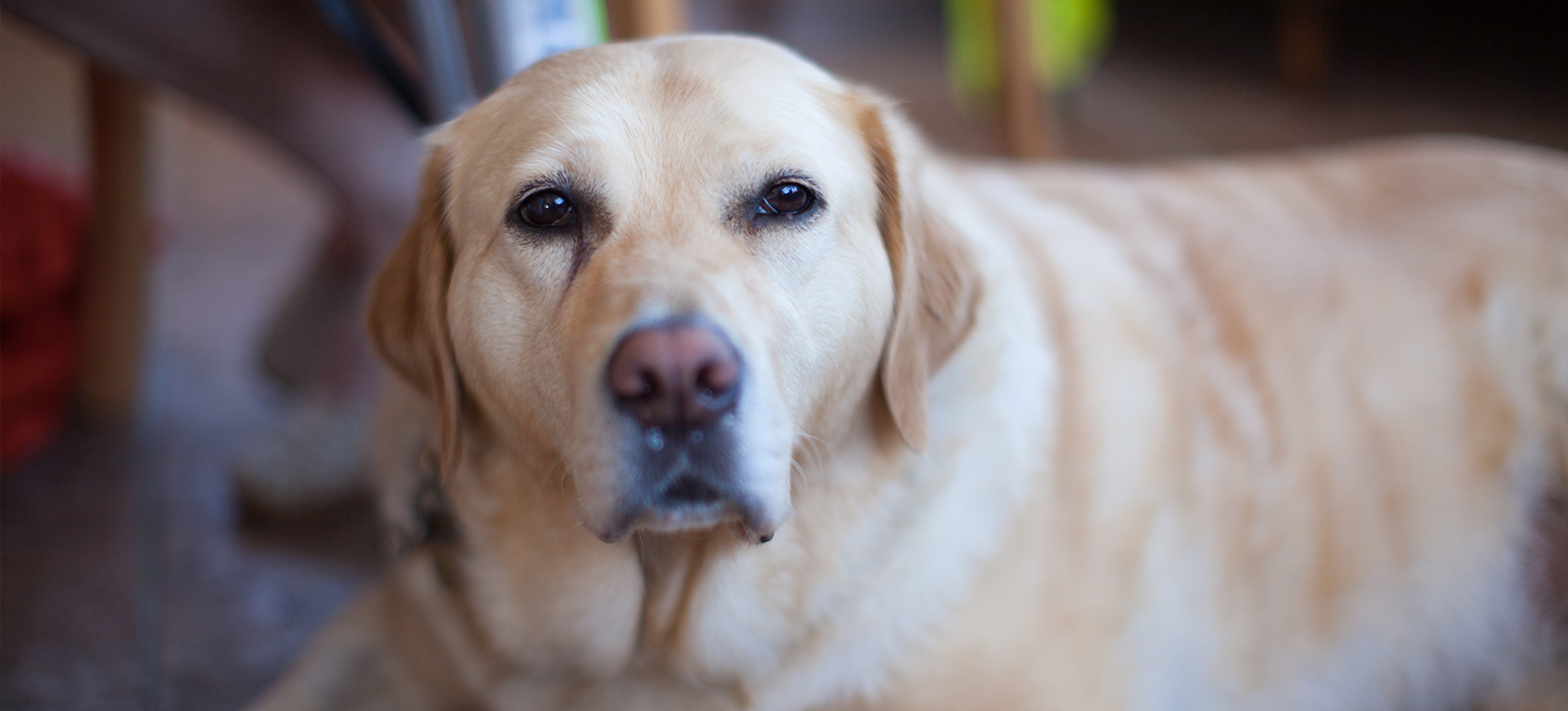 Close up picture of a dog laying down