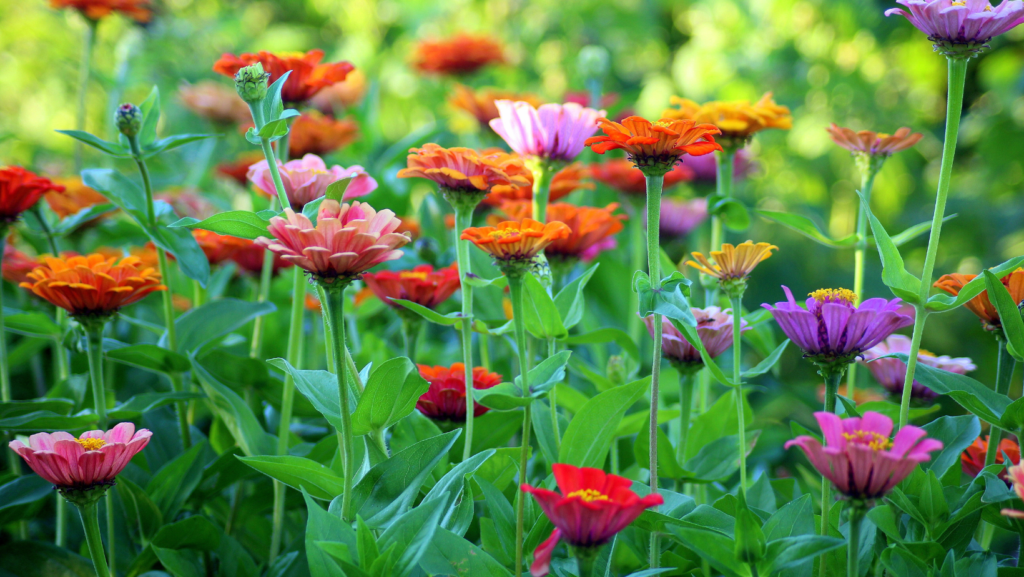 Close up photo of pink, orange and purple flowers in a field.