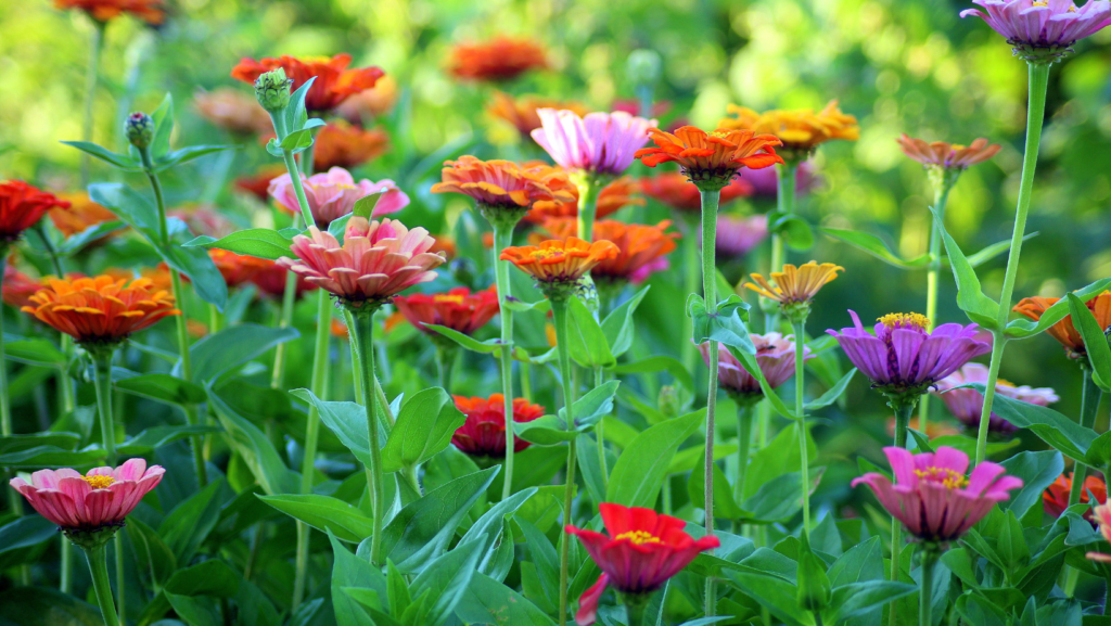 Close up of pink, orange and purple flowers