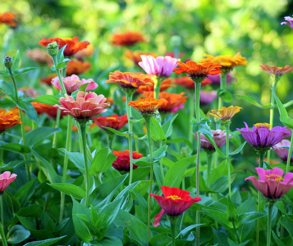 Close up of pink, orange and purple flowers