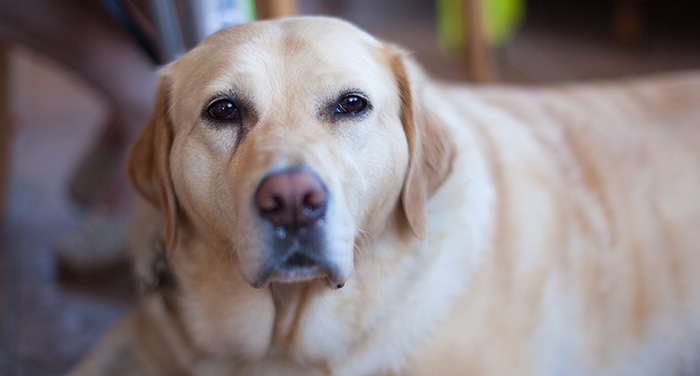 A Labrador lying down and looking up at the camera.