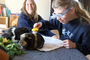 Vision Norfolk guinea pig cafe