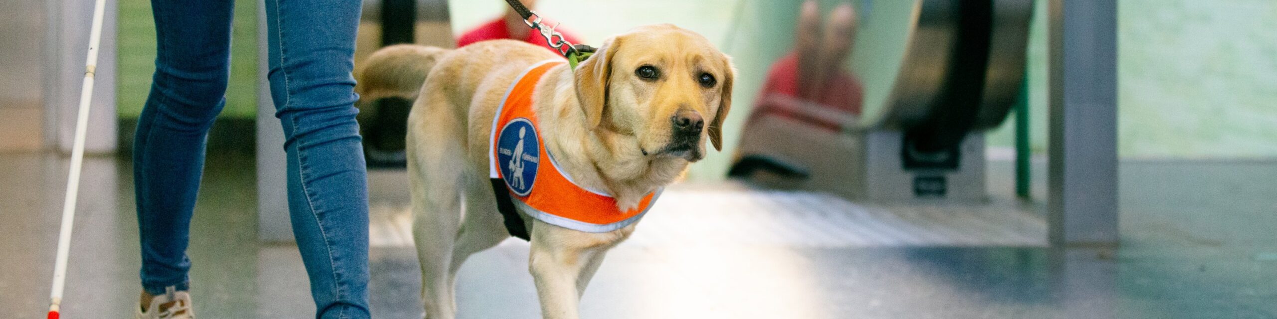 A Guide Dog working in a mall or office setting. We see an escalator in the background and the legs and cane of the person holding the dog’s lead.