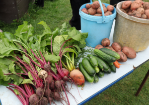 Vegetables from the allotment proudly displayed on a table including beetroot, cucumbers, carrots, and potatoes.