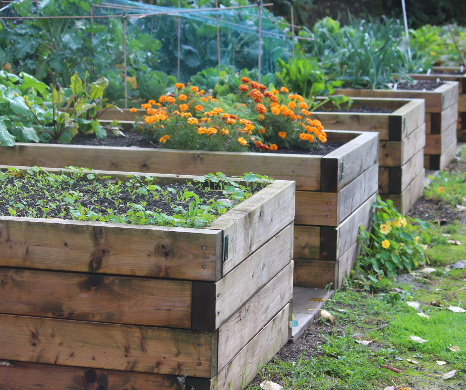 Raised wooden garden beds.