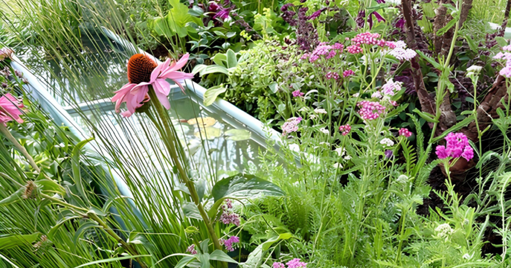 Green and pink flowering plants in front of a reflecting pool with water plants.